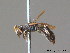  (Hylaeus intermedius - BC ZSM HYM 10104)  @14 [ ] CreativeCommons - Attribution Non-Commercial Share-Alike (2010) ZSM (Zoologische Staatssammlung Muenchen) SNSB, Zoologische Staatssammlung Muenchen