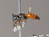  (Sphecodes ferruginatus - BC ZSM HYM 10122)  @14 [ ] CreativeCommons - Attribution Non-Commercial Share-Alike (2010) ZSM (Zoologische Staatssammlung Muenchen) SNSB, Zoologische Staatssammlung Muenchen
