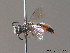  ( - BC ZSM HYM 10155)  @14 [ ] CreativeCommons - Attribution Non-Commercial Share-Alike (2010) ZSM (Zoologische Staatssammlung Muenchen) SNSB, Zoologische Staatssammlung Muenchen