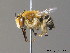  ( - BC ZSM HYM 10157)  @14 [ ] CreativeCommons - Attribution Non-Commercial Share-Alike (2010) ZSM (Zoologische Staatssammlung Muenchen) SNSB, Zoologische Staatssammlung Muenchen