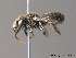  ( - BC ZSM HYM 10160)  @14 [ ] CreativeCommons - Attribution Non-Commercial Share-Alike (2010) ZSM (Zoologische Staatssammlung Muenchen) SNSB, Zoologische Staatssammlung Muenchen