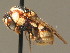  ( - BC ZSM HYM 11235)  @13 [ ] CreativeCommons - Attribution Non-Commercial Share-Alike (2015) Unspecified SNSB, Zoologische Staatssammlung Muenchen