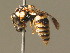  ( - BC ZSM HYM 11236)  @13 [ ] CreativeCommons - Attribution Non-Commercial Share-Alike (2015) Unspecified SNSB, Zoologische Staatssammlung Muenchen