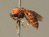  ( - BC ZSM HYM 11238)  @13 [ ] CreativeCommons - Attribution Non-Commercial Share-Alike (2015) Unspecified SNSB, Zoologische Staatssammlung Muenchen