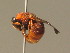  ( - BC ZSM HYM 11240)  @13 [ ] CreativeCommons - Attribution Non-Commercial Share-Alike (2015) Unspecified SNSB, Zoologische Staatssammlung Muenchen