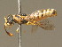  ( - BC ZSM HYM 11248)  @13 [ ] CreativeCommons - Attribution Non-Commercial Share-Alike (2015) Unspecified SNSB, Zoologische Staatssammlung Muenchen