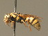  ( - BC ZSM HYM 11250)  @14 [ ] CreativeCommons - Attribution Non-Commercial Share-Alike (2015) Unspecified SNSB, Zoologische Staatssammlung Muenchen