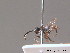  ( - BC ZSM HYM 11893)  @11 [ ] CreativeCommons - Attribution Non-Commercial Share-Alike (2010) ZSM (Zoologische Staatssammlung Muenchen) SNSB, Zoologische Staatssammlung Muenchen