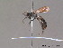  ( - BC ZSM HYM 11894)  @11 [ ] CreativeCommons - Attribution Non-Commercial Share-Alike (2010) ZSM (Zoologische Staatssammlung Muenchen) SNSB, Zoologische Staatssammlung Muenchen