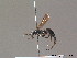  (Anoplius alpinobalticus - BC ZSM HYM 11900)  @14 [ ] CreativeCommons - Attribution Non-Commercial Share-Alike (2010) ZSM (Zoologische Staatssammlung Muenchen) SNSB, Zoologische Staatssammlung Muenchen