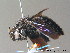  ( - BC ZSM HYM 11941)  @11 [ ] CreativeCommons - Attribution Non-Commercial Share-Alike (2010) ZSM (Zoologische Staatssammlung Muenchen) SNSB, Zoologische Staatssammlung Muenchen
