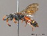  ( - BC ZSM HYM 12077)  @11 [ ] CreativeCommons - Attribution Non-Commercial Share-Alike (2010) ZSM (Zoologische Staatssammlung Muenchen) SNSB, Zoologische Staatssammlung Muenchen