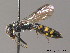  ( - BC ZSM HYM 12078)  @11 [ ] CreativeCommons - Attribution Non-Commercial Share-Alike (2010) ZSM (Zoologische Staatssammlung Muenchen) SNSB, Zoologische Staatssammlung Muenchen