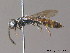  ( - BC ZSM HYM 12079)  @11 [ ] CreativeCommons - Attribution Non-Commercial Share-Alike (2010) ZSM (Zoologische Staatssammlung Muenchen) SNSB, Zoologische Staatssammlung Muenchen