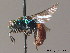  ( - BC ZSM HYM 12111)  @11 [ ] CreativeCommons - Attribution Non-Commercial Share-Alike (2010) ZSM (Zoologische Staatssammlung Muenchen) SNSB, Zoologische Staatssammlung Muenchen