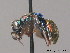  ( - BC ZSM HYM 12115)  @11 [ ] CreativeCommons - Attribution Non-Commercial Share-Alike (2010) ZSM (Zoologische Staatssammlung Muenchen) SNSB, Zoologische Staatssammlung Muenchen