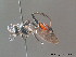  ( - BC ZSM HYM 12298)  @11 [ ] CreativeCommons - Attribution Non-Commercial Share-Alike (2010) ZSM (Zoologische Staatssammlung Muenchen) SNSB, Zoologische Staatssammlung Muenchen