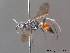  ( - BC ZSM HYM 12299)  @11 [ ] CreativeCommons - Attribution Non-Commercial Share-Alike (2010) ZSM (Zoologische Staatssammlung Muenchen) SNSB, Zoologische Staatssammlung Muenchen