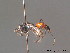  ( - BC ZSM HYM 12302)  @11 [ ] CreativeCommons - Attribution Non-Commercial Share-Alike (2010) ZSM (Zoologische Staatssammlung Muenchen) SNSB, Zoologische Staatssammlung Muenchen