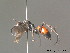  ( - BC ZSM HYM 12303)  @11 [ ] CreativeCommons - Attribution Non-Commercial Share-Alike (2010) ZSM (Zoologische Staatssammlung Muenchen) SNSB, Zoologische Staatssammlung Muenchen