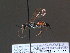  ( - BC ZSM HYM 12312)  @11 [ ] CreativeCommons - Attribution Non-Commercial Share-Alike (2010) ZSM (Zoologische Staatssammlung Muenchen) SNSB, Zoologische Staatssammlung Muenchen
