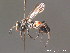  ( - BC ZSM HYM 12332)  @11 [ ] CreativeCommons - Attribution Non-Commercial Share-Alike (2010) ZSM (Zoologische Staatssammlung Muenchen) SNSB, Zoologische Staatssammlung Muenchen