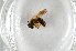  ( - BC ZSM HYM 12827)  @11 [ ] CreativeCommons - Attribution Non-Commercial Share-Alike (2015) Unspecified SNSB, Zoologische Staatssammlung Muenchen