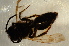  ( - BC ZSM HYM 12832)  @11 [ ] CreativeCommons - Attribution Non-Commercial Share-Alike (2015) Unspecified SNSB, Zoologische Staatssammlung Muenchen