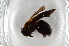  ( - BC ZSM HYM 12837)  @13 [ ] CreativeCommons - Attribution Non-Commercial Share-Alike (2015) Unspecified SNSB, Zoologische Staatssammlung Muenchen