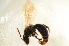  ( - BC ZSM HYM 12842)  @12 [ ] CreativeCommons - Attribution Non-Commercial Share-Alike (2015) Unspecified SNSB, Zoologische Staatssammlung Muenchen