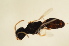 ( - BC ZSM HYM 12854)  @11 [ ] CreativeCommons - Attribution Non-Commercial Share-Alike (2015) Unspecified SNSB, Zoologische Staatssammlung Muenchen