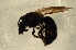  ( - BC ZSM HYM 12857)  @12 [ ] CreativeCommons - Attribution Non-Commercial Share-Alike (2015) Unspecified SNSB, Zoologische Staatssammlung Muenchen