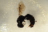  ( - BC ZSM HYM 12858)  @13 [ ] CreativeCommons - Attribution Non-Commercial Share-Alike (2015) Unspecified SNSB, Zoologische Staatssammlung Muenchen