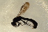  ( - BC ZSM HYM 12863)  @11 [ ] CreativeCommons - Attribution Non-Commercial Share-Alike (2015) Unspecified SNSB, Zoologische Staatssammlung Muenchen