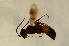  ( - BC ZSM HYM 12864)  @11 [ ] CreativeCommons - Attribution Non-Commercial Share-Alike (2015) Unspecified SNSB, Zoologische Staatssammlung Muenchen