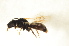  ( - BC ZSM HYM 12873)  @11 [ ] CreativeCommons - Attribution Non-Commercial Share-Alike (2015) Unspecified SNSB, Zoologische Staatssammlung Muenchen
