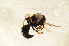  ( - BC ZSM HYM 12883)  @12 [ ] CreativeCommons - Attribution Non-Commercial Share-Alike (2015) Unspecified SNSB, Zoologische Staatssammlung Muenchen