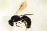  ( - BC ZSM HYM 12889)  @11 [ ] CreativeCommons - Attribution Non-Commercial Share-Alike (2015) Unspecified SNSB, Zoologische Staatssammlung Muenchen