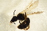  ( - BC ZSM HYM 12897)  @12 [ ] CreativeCommons - Attribution Non-Commercial Share-Alike (2015) Unspecified SNSB, Zoologische Staatssammlung Muenchen