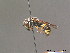  ( - BC ZSM HYM 12988)  @13 [ ] CreativeCommons - Attribution Non-Commercial Share-Alike (2010) ZSM (Zoologische Staatssammlung Muenchen) SNSB, Zoologische Staatssammlung Muenchen