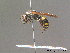  ( - BC ZSM HYM 12991)  @13 [ ] CreativeCommons - Attribution Non-Commercial Share-Alike (2010) ZSM (Zoologische Staatssammlung Muenchen) SNSB, Zoologische Staatssammlung Muenchen
