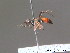  (Priocnemis confusor - BC ZSM HYM 12992)  @11 [ ] CreativeCommons - Attribution Non-Commercial Share-Alike (2010) ZSM (Zoologische Staatssammlung Muenchen) SNSB, Zoologische Staatssammlung Muenchen
