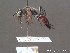  ( - BC ZSM HYM 13039)  @12 [ ] CreativeCommons - Attribution Non-Commercial Share-Alike (2010) ZSM (Zoologische Staatssammlung Muenchen) SNSB, Zoologische Staatssammlung Muenchen