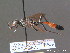  ( - BC ZSM HYM 13051)  @11 [ ] CreativeCommons - Attribution Non-Commercial Share-Alike (2010) ZSM (Zoologische Staatssammlung Muenchen) SNSB, Zoologische Staatssammlung Muenchen