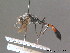  ( - BC ZSM HYM 13053)  @11 [ ] CreativeCommons - Attribution Non-Commercial Share-Alike (2010) ZSM (Zoologische Staatssammlung Muenchen) SNSB, Zoologische Staatssammlung Muenchen