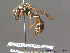  ( - BC ZSM HYM 13055)  @13 [ ] CreativeCommons - Attribution Non-Commercial Share-Alike (2010) ZSM (Zoologische Staatssammlung Muenchen) SNSB, Zoologische Staatssammlung Muenchen