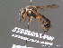  ( - BC ZSM HYM 13056)  @14 [ ] CreativeCommons - Attribution Non-Commercial Share-Alike (2010) ZSM (Zoologische Staatssammlung Muenchen) SNSB, Zoologische Staatssammlung Muenchen
