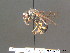  ( - BC ZSM HYM 13057)  @13 [ ] CreativeCommons - Attribution Non-Commercial Share-Alike (2010) ZSM (Zoologische Staatssammlung Muenchen) SNSB, Zoologische Staatssammlung Muenchen