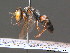  ( - BC ZSM HYM 13065)  @11 [ ] CreativeCommons - Attribution Non-Commercial Share-Alike (2010) ZSM (Zoologische Staatssammlung Muenchen) SNSB, Zoologische Staatssammlung Muenchen