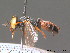  ( - BC ZSM HYM 13066)  @11 [ ] CreativeCommons - Attribution Non-Commercial Share-Alike (2010) ZSM (Zoologische Staatssammlung Muenchen) SNSB, Zoologische Staatssammlung Muenchen